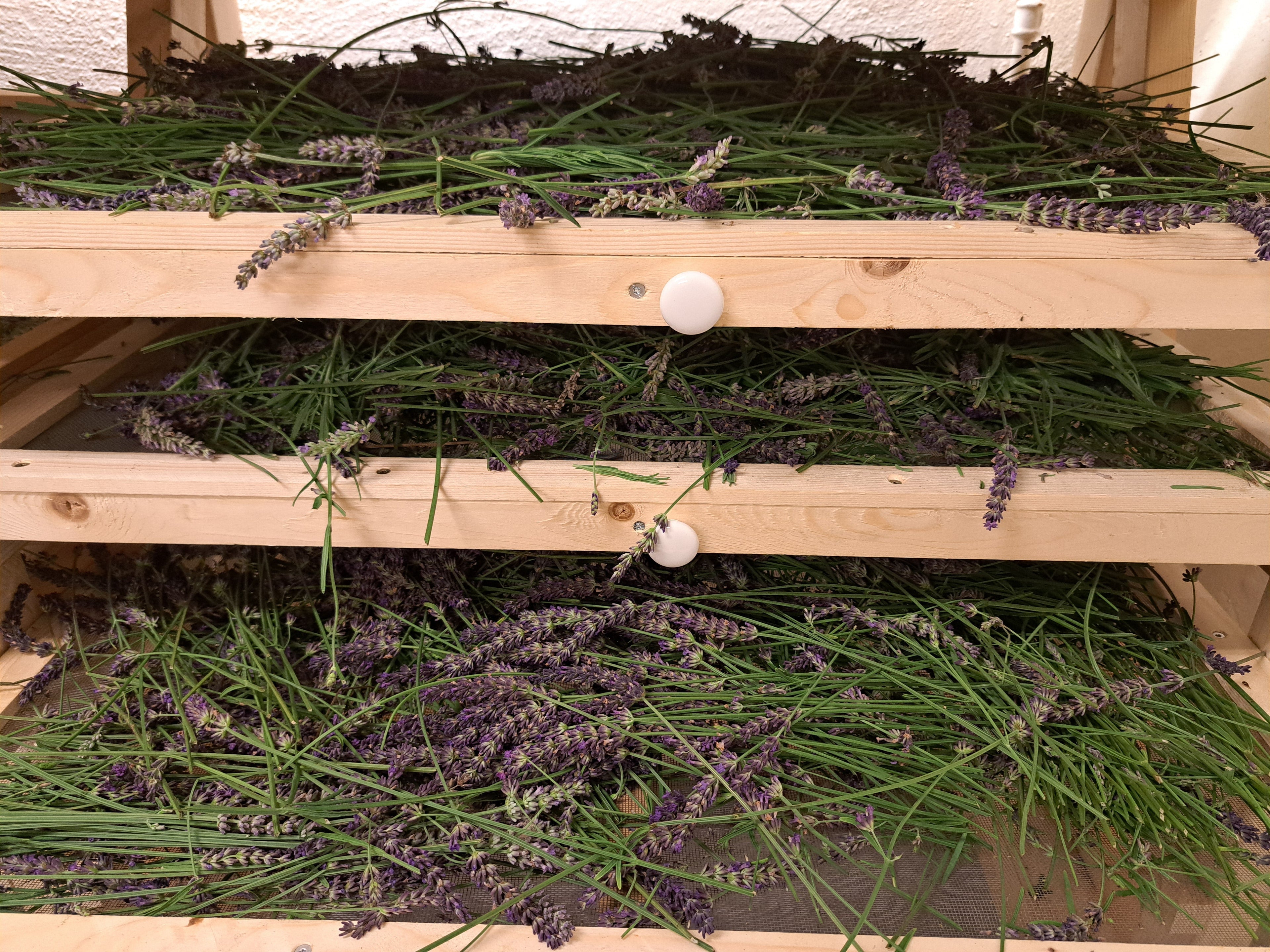 Drying Herbs