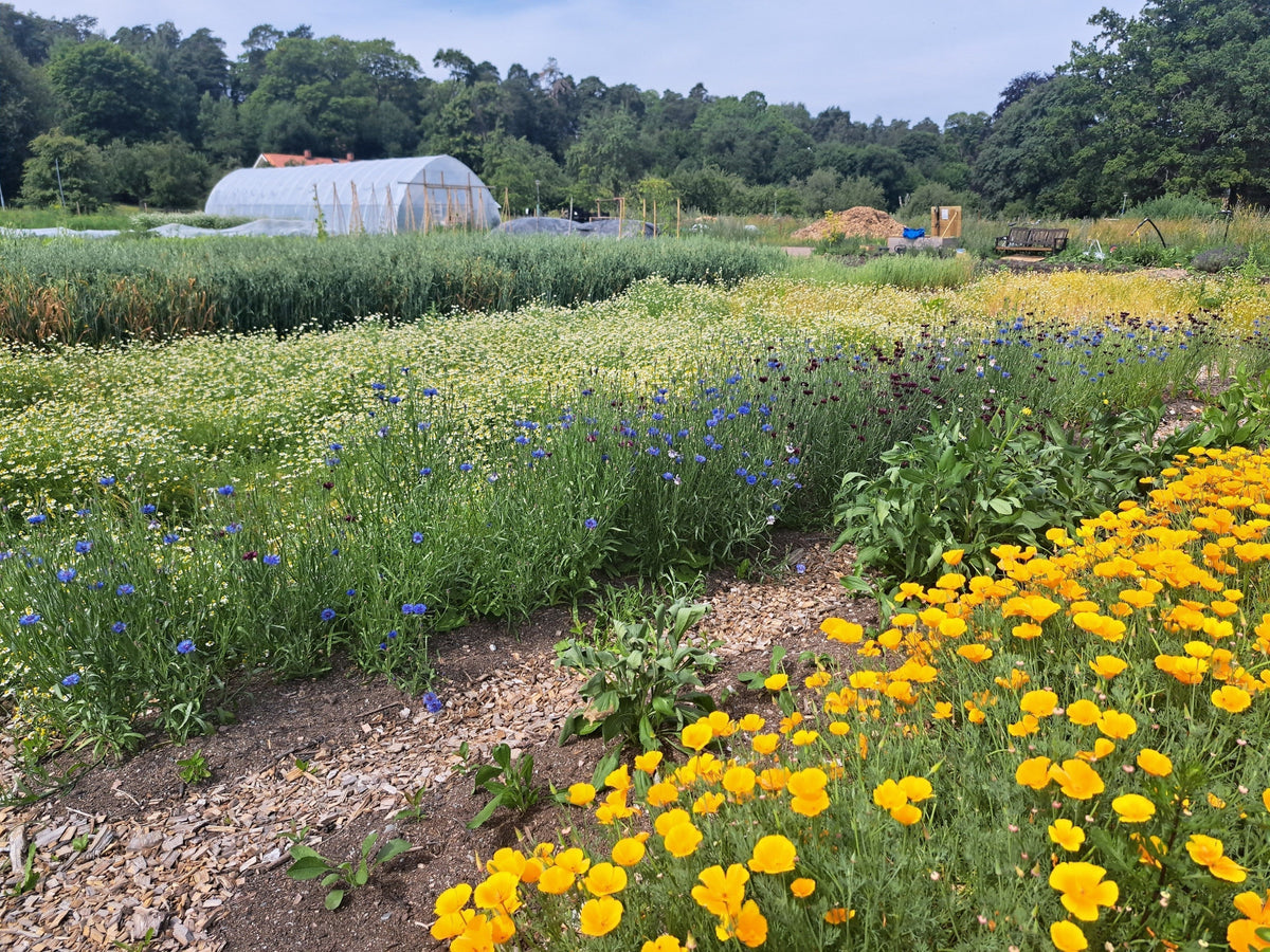 Building a Medicinal Herb Farm: The Challenges Keep Changing