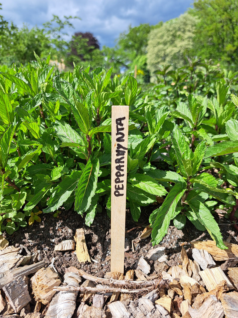 Fröer, sticklingar och plantor
