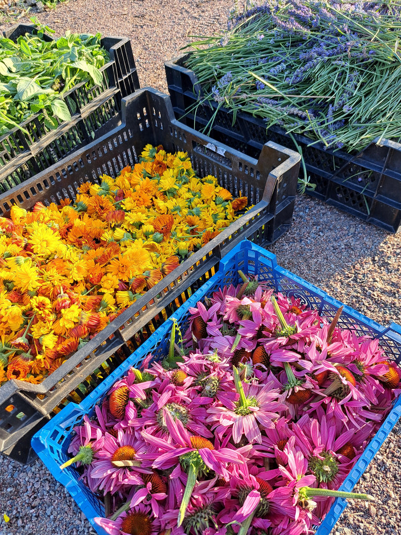 PRENUMERERA PÅ MÅNATLIGA FÄRSKA ÖRTKASSOR