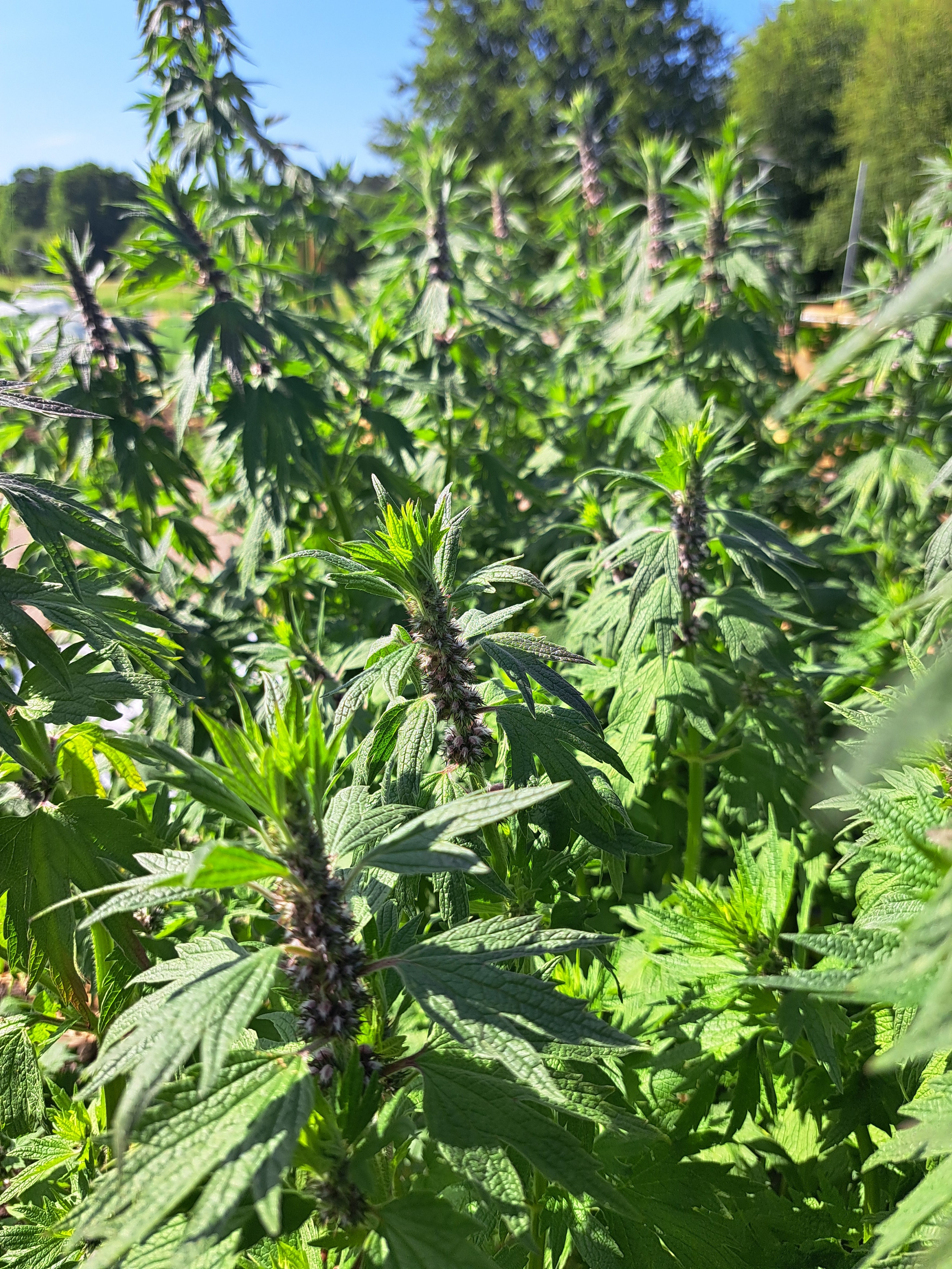 Hjärstilla Plantor