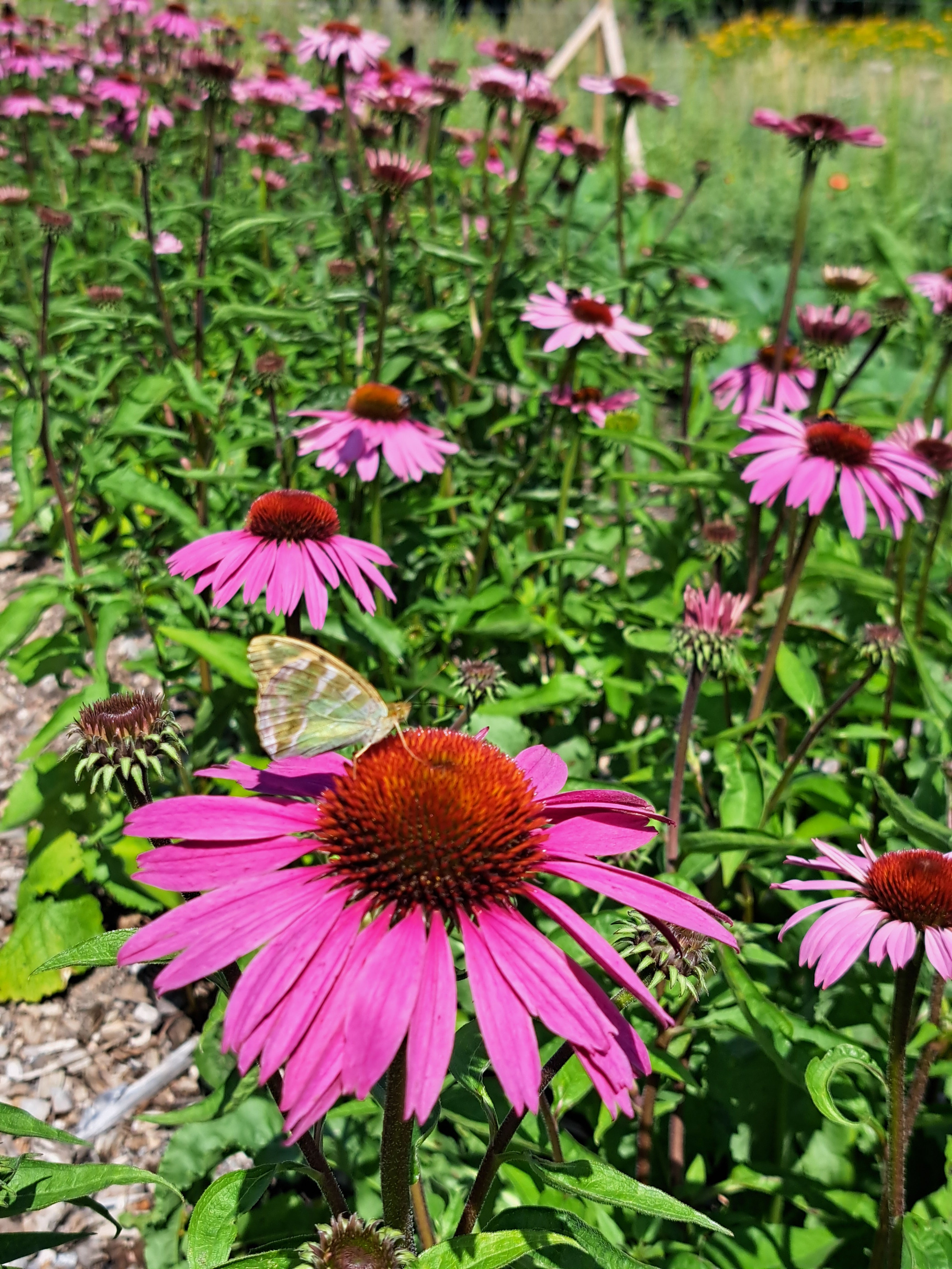 ECHINACEA / SOLHATT