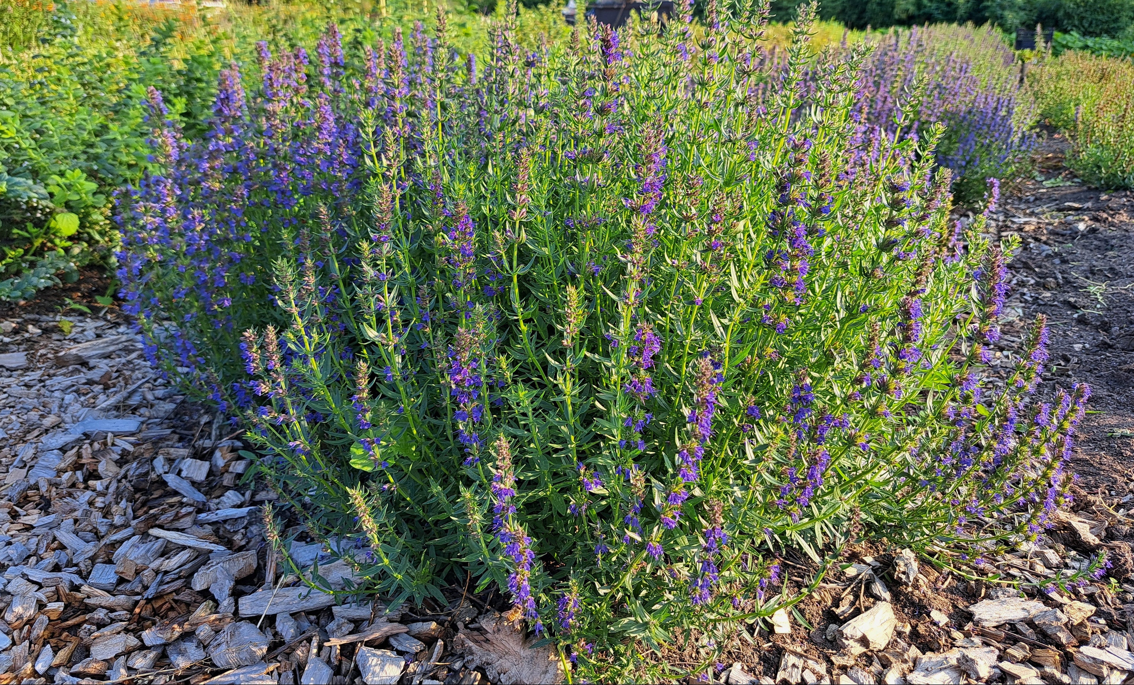 Isop Plantor