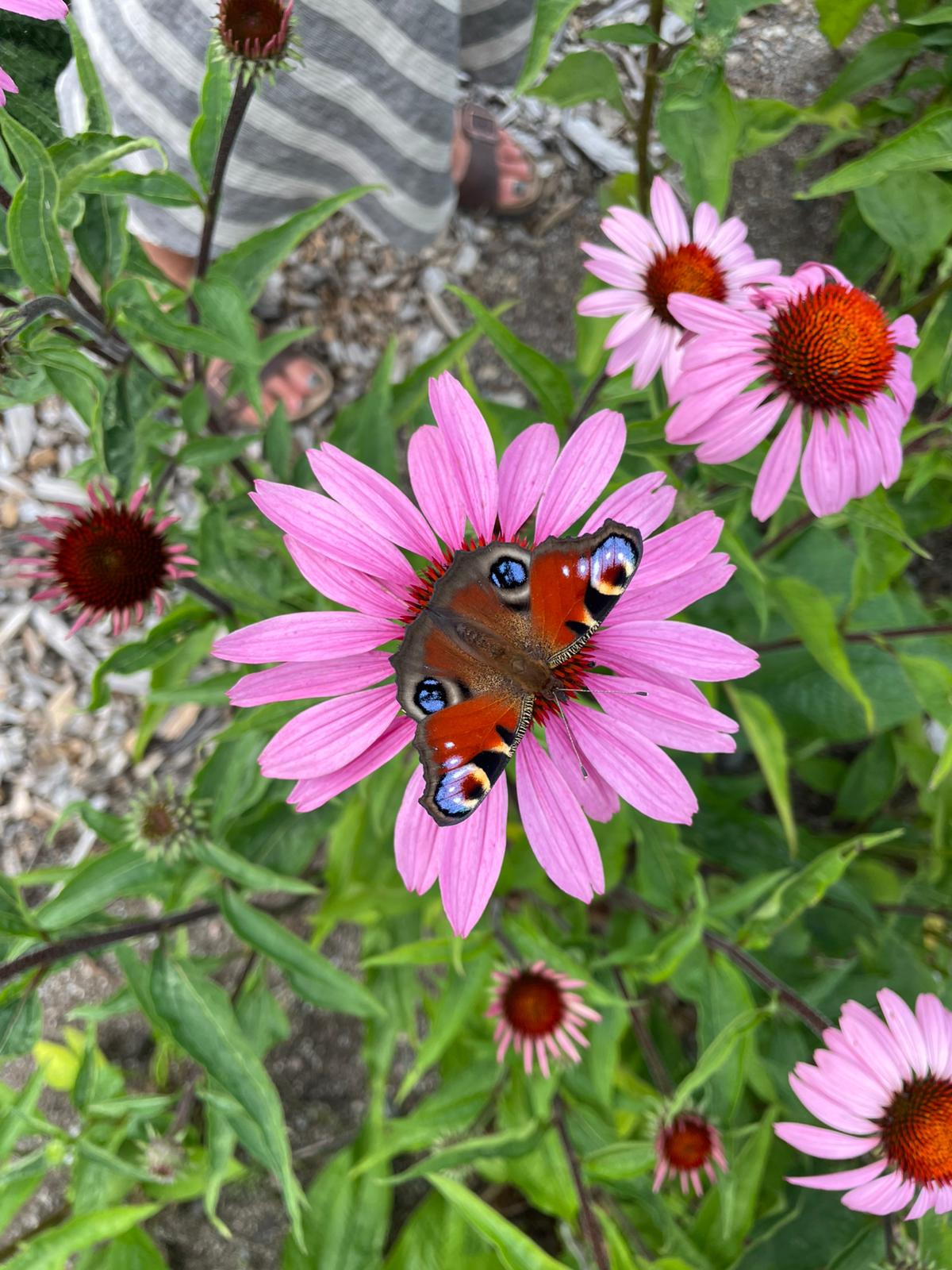 Echinacea Rot – Röd Solhatt (Echinacea purpurea)