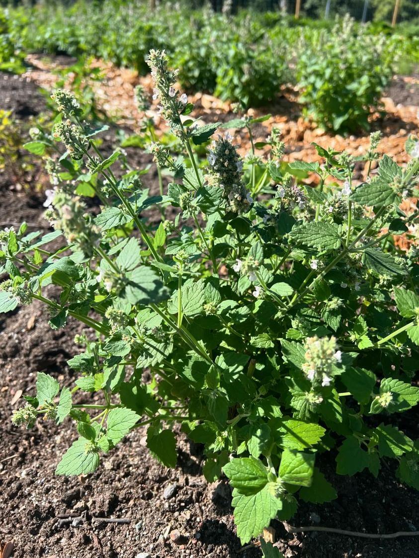 Kattmynta Plantor
