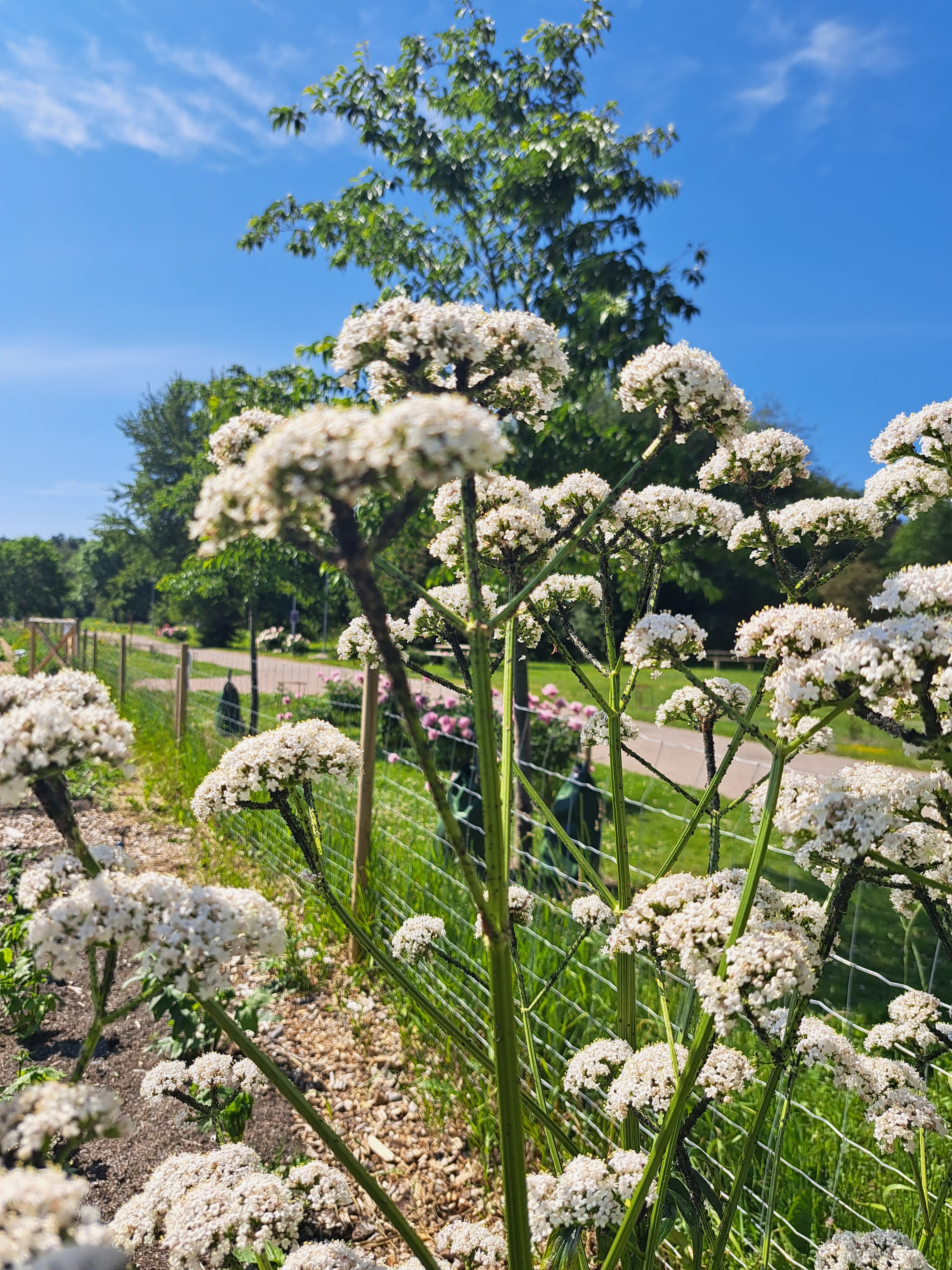 VALERIANA BLOMMOR / LÄKEVÄNDEROT